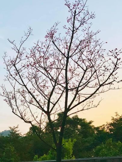 #窗外的那一棵櫻花樹